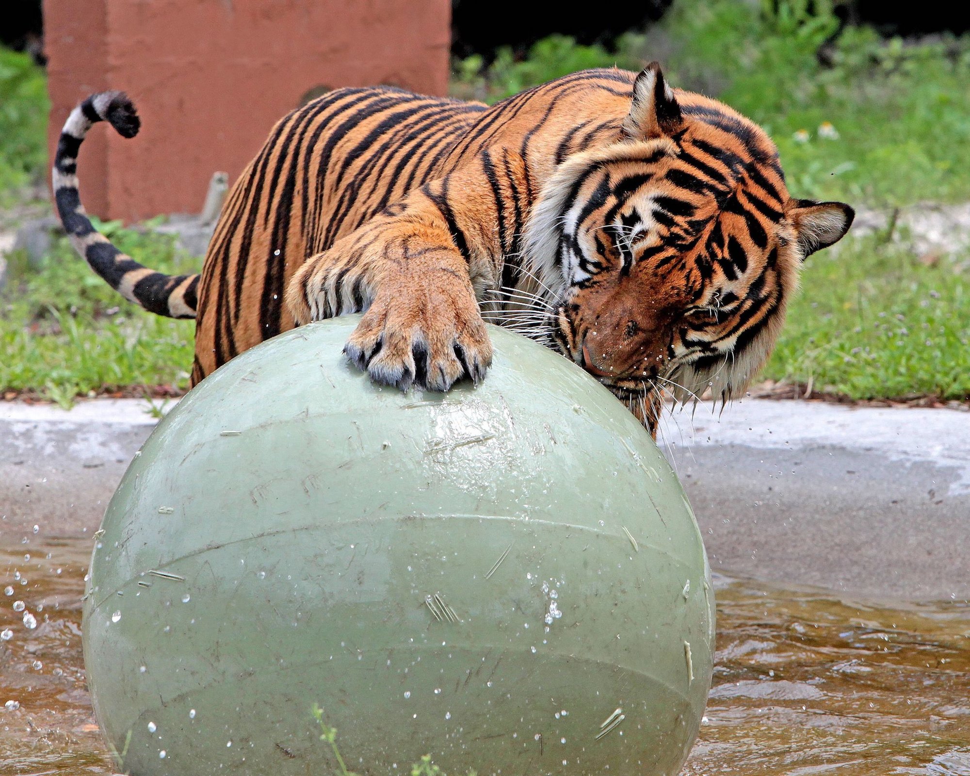 Big Cat Habitat Tiger